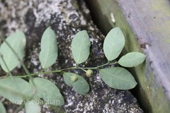 Phyllanthus leschenaultii